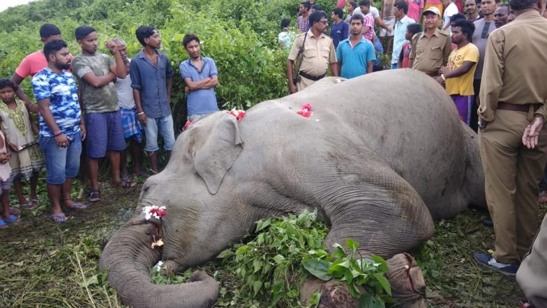 Tripura: ত্রিপুরায় করিডোর এলাকায় ট্রেনের ধাক্কায় বন্যহাতির মৃত্যু, উধাও দাঁত