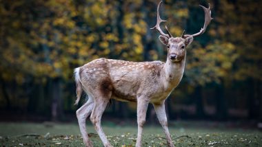 Zombie Deer Disease: কানাডায় প্রাণীদের মধ্যে ছড়াচ্ছে "জম্বি ডিয়ার রোগ", মানুষের সংক্রমণের সম্ভাবনা