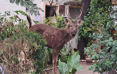 Chandigarh : চণ্ডীগড়ে লোকালয়ে ঢুকল সাম্বর হরিণ, বনদফতরের প্রচেষ্টায় উদ্ধার