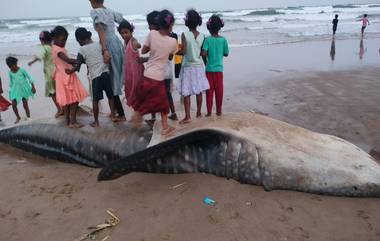 Andhra Pradesh: অন্ধ্রের সমুদ্র সৈকতে ভেসে এল বিশালাকার হাঙ্গর, মরা মাছের সঙ্গেই খেলা শিশুদের