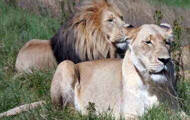 Lions Akbar & Sita Controvercy: উত্তরবঙ্গ বন্য প্রাণী পার্কে সিংহের নাম সীতা-আকবর', বিতর্কে সাসপেন্ড ত্রিপুরার অফিসার