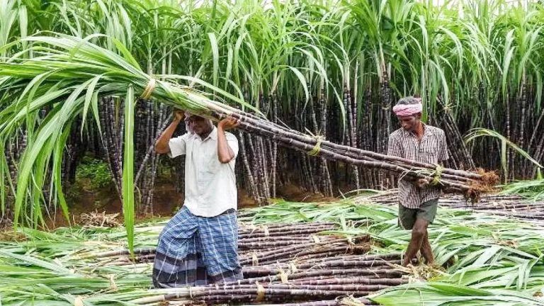 Sugarcane FRP Increase: কৃষকদের আন্দোলনের মধ্যেই আখ কেনার দাম ৮ শতাংশ বাড়ানোর সিদ্ধান্ত নিল মোদী সরকার (দেখুন টুইট)