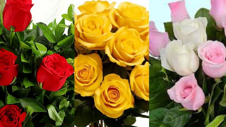Rose Day 2024: লাল, গোলাপী, হলুদ…কোন রঙের গোলাপের অর্থ কী এবং কাকে কোন রঙের গোলাপ দেওয়া হয়?