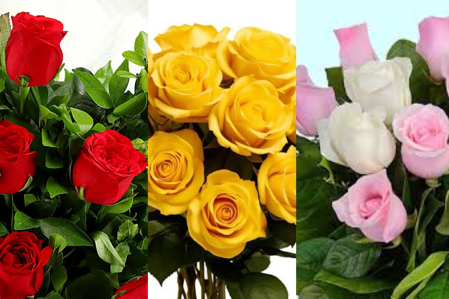 Rose Day 2024: লাল, গোলাপী, হলুদ…কোন রঙের গোলাপের অর্থ কী এবং কাকে কোন রঙের গোলাপ দেওয়া হয়?