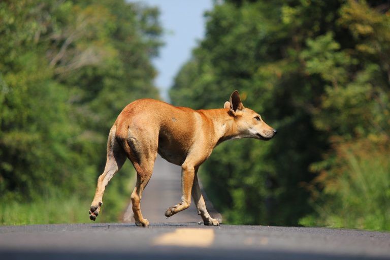 Video-Dog Bites Woman: পথ চলতি কুকুরের কামড়ে আহত এক মহিলা, ঘটনা লখনউ এর বিবিডি সানব্রিজ অ্যাপার্টমেন্টে (দেখুন ভিডিও)