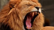 Lion Kills Zookeeper Who Raised Him: ৯ বছর ধরে লালনপালন করা সিংহের আক্রমণে চিড়িয়াখানার কর্মীর মৃত্যু