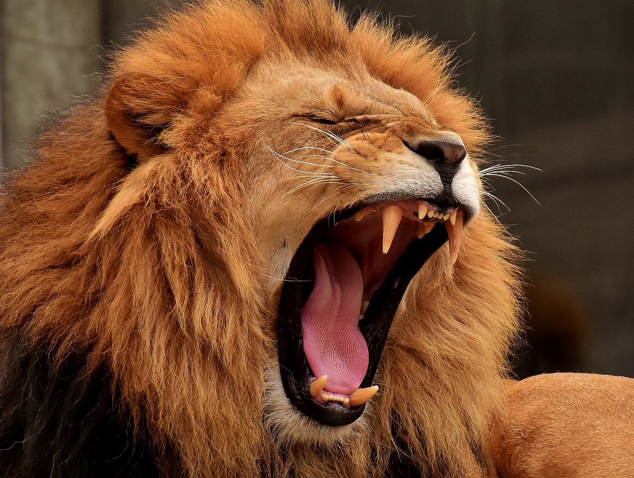 Lion Death in Gujarat: ভোররাতে রাস্তা পারাপার করতে গিয়ে বিপত্তি, সিংহকে পিষে দিল ট্রাক