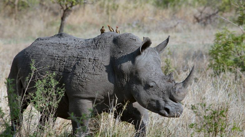 Rhino Attack in Assam: কাজিরাঙা জাতীয় অরণ্যে গন্ডারের আক্রমণে গুরুতর আহত ২ ব্যক্তি
