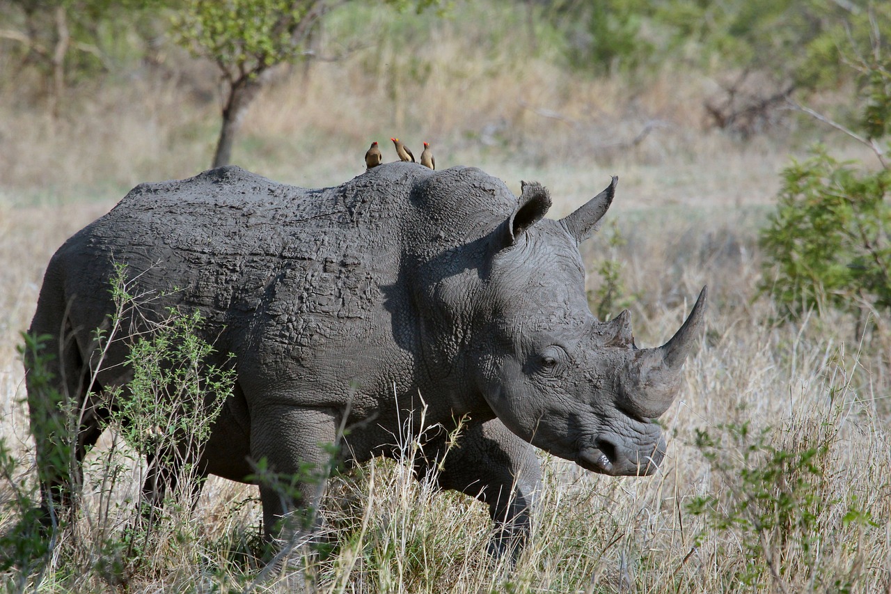 Rhino Attack in Assam: কাজিরাঙা জাতীয় অরণ্যে গন্ডারের আক্রমণে গুরুতর আহত ২ ব্যক্তি