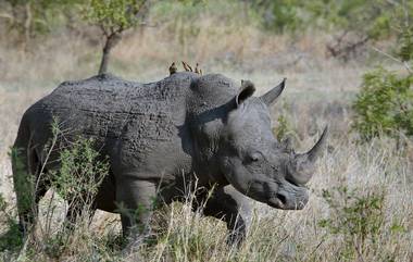 Rhino Attack in Assam:&nbsp;কাজিরাঙা জাতীয় অরণ্যে&nbsp;গন্ডারের আক্রমণে গুরুতর আহত ২ ব্যক্তি