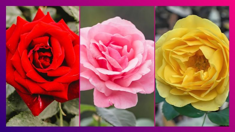Rose Day 2024: লাল, গোলাপী, হলুদ&hellip; রং-বেরঙের গোলাপ, গোলাপ দিবসে কাকে কোন রঙের গোলাপ দেবেন?