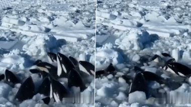 Whales Trapped Ice: জাপানের উত্তরাঞ্চলে বরফে আটকে ১৩টি তিমি, দেখুন ভিডিও