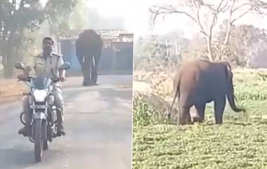 Karnataka: কর্ণাটকে জনবসতিপূর্ণ এলাকায় বন্য হাতির তাণ্ডব, দেখুন ভিডিও