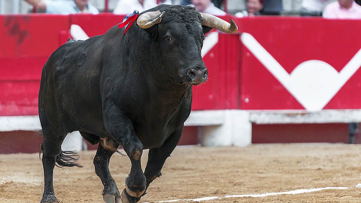Bull Saves Man's Life From Snake Video: 'স্বর্গীয় শক্তি', বিষধর সাপের ছোবল থেকে এই ব্যক্তির প্রাণ বাঁচাল ষাঁড় দেখুন