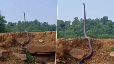 Biggest King Cobra: ফণা তুলেই ৫ ফুট! দেখুন, ভাইরাল প্রায় ২০ ফুট কিং কোবরার ভিডিও