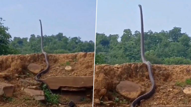 Biggest King Cobra: ফণা তুলেই ৫ ফুট! দেখুন, ভাইরাল প্রায় ২০ ফুট কিং কোবরার ভিডিও