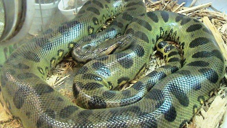 Giant Anaconda: অ্যামাজনের গহীন জঙ্গলে মিলল দানবীয় অ্যানাকোন্ডা, দেখুন