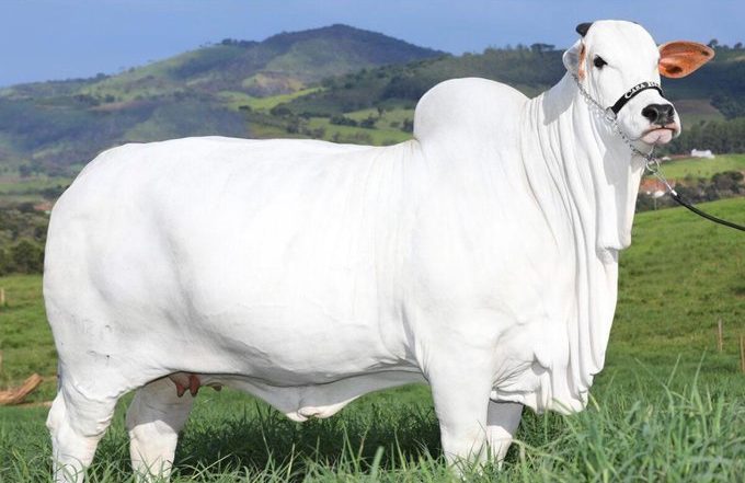 World's Most Expensive Cow: দুনিয়ার সবচেয়ে দামী গরুর দাম উঠল ৪.৮ মিলিয়ন ডলার, আনা হয়েছিল ভারত থেকে!