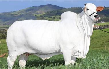 World's Most Expensive Cow: দুনিয়ার সবচেয়ে দামী গরুর দাম উঠল ৪.৮ মিলিয়ন ডলার, আনা হয়েছিল ভারত থেকে!