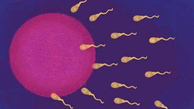 Sperm Count Study: পুরুষদের মধ্যে দ্রুত কমছে শুক্রাণুর সংখ্যা, গবেষণায় প্রকাশ পেল নতুন তথ্য...