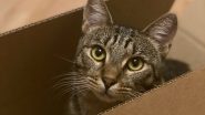 US Couple shipped their pet cat in Amazon Return Box: ৬ দিন ধরে নিখোঁজ পোষ্য! দম্পতির অসাবধানতার কারণে মৃত্যুমুখে খুদে বিড়ালছানা