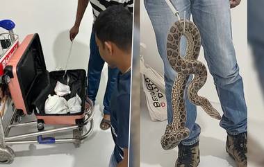 Snake smuggling in Bengaluru airport: ব্যাগের মধ্যে ১০টি অ্যানাকোন্ডা! বিদেশ থেকে পাচার করে আনতে গিয়ে যা ঘটল, জানলে শিউরে উঠবেন