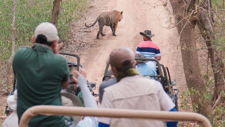 Gujarat Titans at Ranthambore National Park: রণথম্ভোর ন্যাশনাল পার্কে বাঘ দেখতে হাজির গুজরাত টাইটান্সের তারকারা