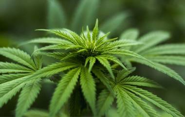 Germany Legalises Marijuana: প্রকাশ্যে গাঁজা ব্যবহার বৈধ করল জার্মানি! ১ এপ্রিল থেকে শুরু নতুন নিয়ম (দেখুন টুইট)