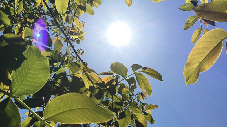 Heatwave Red Alert in WB & Odisha: সারা দেশে ফের বাড়ছে তাপপ্রবাহ, আবহাওয়া দপ্তরের লাল সতর্কতায় বাংলা-ওড়িশা