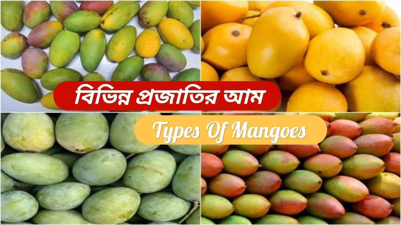 Types Of Mangoes: বাজারে দেখতে পাওয়া যায় বিভিন্ন প্রজাতির আম, জেনে নিন বিভিন্ন প্রজাতির আমের নাম ও তাদের চেনার পদ্ধতি...