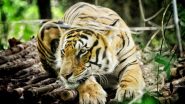 Tiger Attack in Uttar Pradesh: পিলিভীতে বাঘের হামলায় মৃত কৃষক, জঙ্গল থেকে ছিন্ন দেহ উদ্ধার