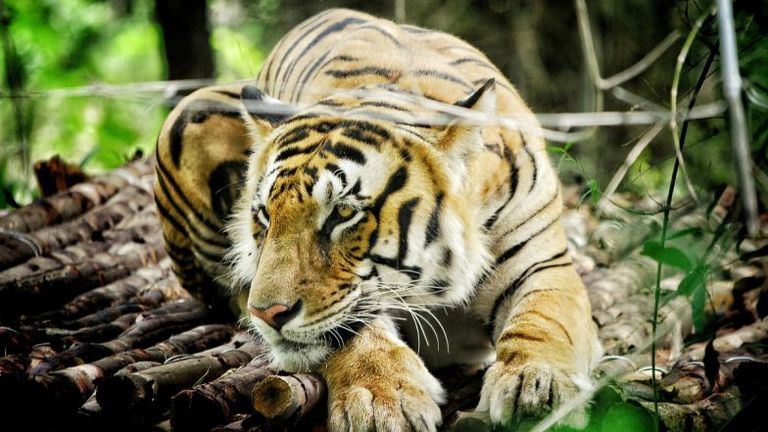 Tiger Attack: রাতের অন্ধকারে বাঘের হানা, আহত ৩