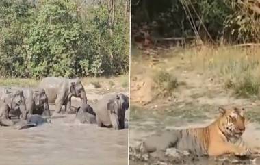 Uttarakhand: তীব্র গরম থেকে বাঁচতে জলে নেমে স্নান বাঘ ও হাতির, দেখুন ভিডিও