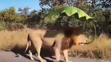 Lion Viral Video: চড়া রোদে জঙ্গলের রাস্তায় কলপাতার ছাতা নিয়ে হাঁটছেন সিংহ মশাই, দেখুন ভিডিয়ো