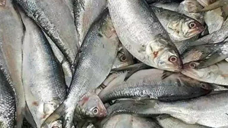 Hilsa: বাঙালির প্রিয় ইলিশ এবার থেকে পুকুরের জলেও চাষ হবে