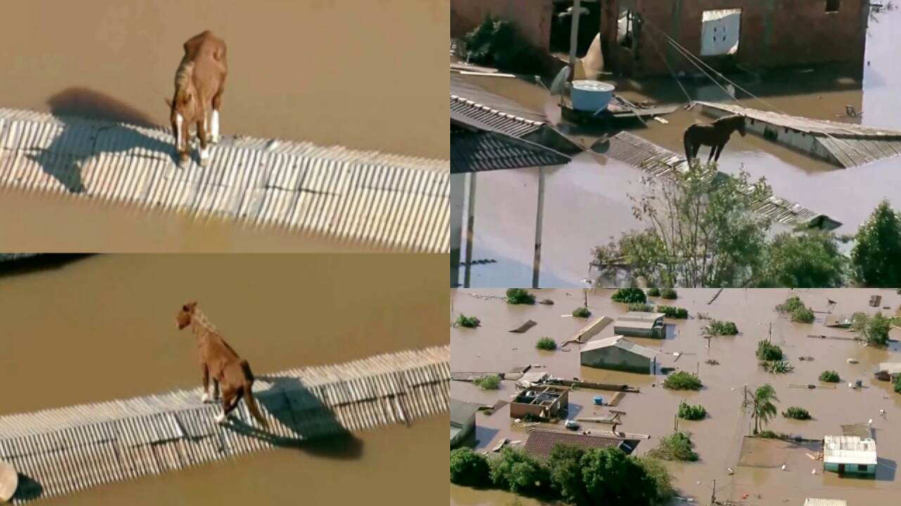 Horse Stranded on a Rooftop: ব্রাজিলে বন্যা কবলিত এলাকার ছাদে আটকে অসহায় ঘোড়া, জেনে নিন বিস্তারিত...