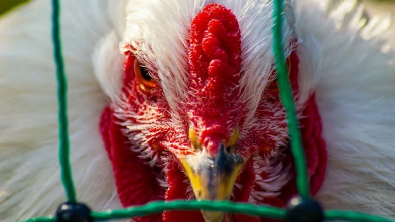 Bird Flu in Jharkhand: রাঁচির পোল্ট্রি ফার্মে ছড়িয়ে পড়েছে এভিয়ান ফ্লু , সতর্কতা জারি