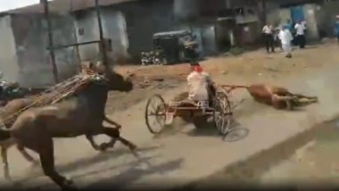Kolhapur Horse Carriage Race Accident: আচমকা রাস্তার মাঝে উলটে গেল ঘোড়ায় টানা গাড়ি, দুর্ঘটনায় সামিল দুচাকাও (দেখুন ভিডিও)
