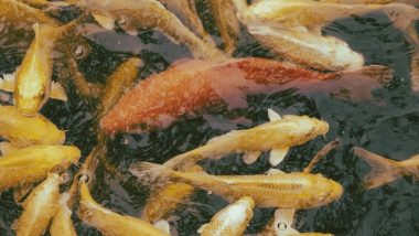 Fish Medicine in Hyderabad 2024 Date and Time: ‘মাছের প্রসাদ’ খেয়ে হাঁপানি-শ্বাসকষ্ট নিরাময়! বিনামূল্যে ভেষজ ঔষধি নিতে জড়ো হন অসংখ্য মানুষ
