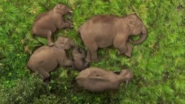 Video of Elephant Family Sleeping: ঘুমন্ত হাতির পরিবারের নজর কাড়া ভিডিও ভাইরাল, দেখুন 