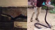 King Cobra Rescued: রান্নাঘরে ঢুকে পড়ল ১২ ফুটের কিং কোবরা, দেখুন ভিডিয়ো