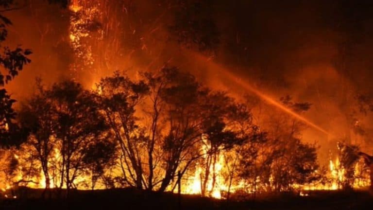 Uttarakhand Fire: ভয়াবহ দাবানলের গ্রাসে আলমোরার বিনসার অভয়ারণ্য, আগুনে পুড়ে নিহত ৪ জন বিভাগের কর্মী