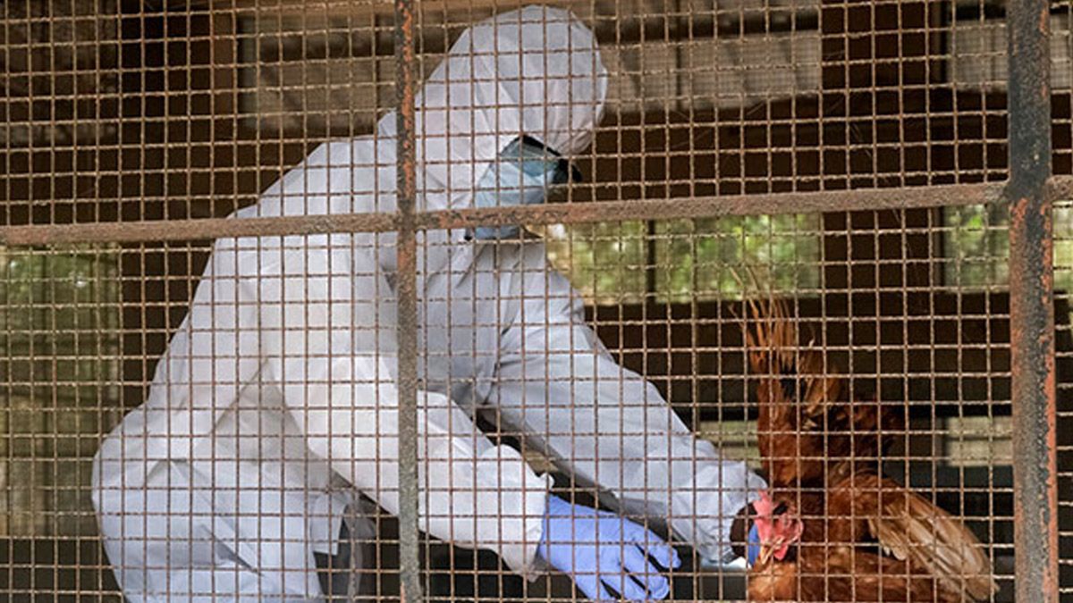 Bird Flu: ক্রমবর্ধমান বার্ড ফ্লু সংক্রমণ নিয়ে উদ্বিগ্ন কেন্দ্র, রাজ্যগুলিকে বিশেষ সতর্কতা অবলম্বনের নির্দেশ, জানুন