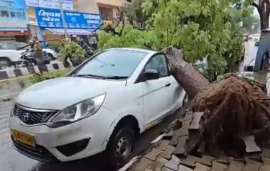 Rain in Gujarat: ভারী বৃষ্টিতে জেরবার গুজরাট, শিকড় ছিঁড়ে উপড়ে পড়ল মস্ত গাছ