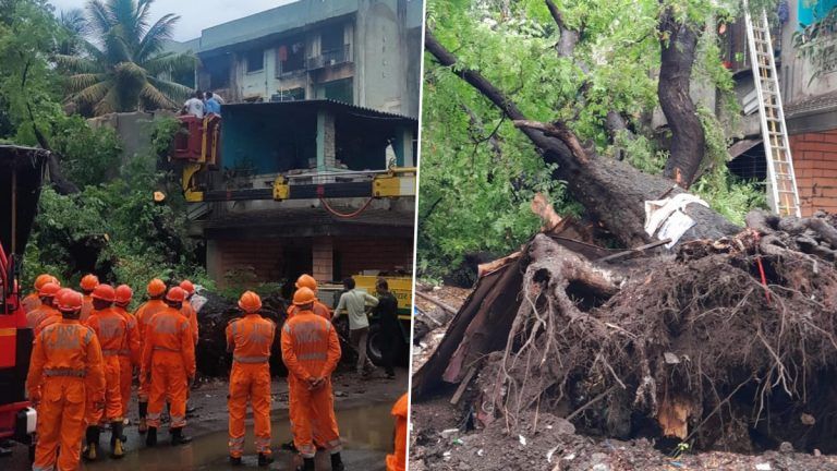 Maharashtra: পালঘরে মর্মান্তিক দুর্ঘটনা, ২দিন গাছের তলায় চাপা পড়ে থাকার পর মৃত্যু হল এক বৃদ্ধার