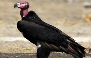 Jatayu Conservation and Breeding Centre: বিলুপ্তপ্রায় এশিয়ান কিং শকুনদের জন্য বিশ্বের প্রথম সংরক্ষণ ও প্রজনন কেন্দ্র স্থাপন উত্তরপ্রদেশে