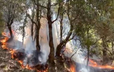 Video: পুঞ্চের জঙ্গলে আগুন, বনাঞ্চল জ্বলছে দাউ দাউ করে, দেখুন ভিডিয়ো