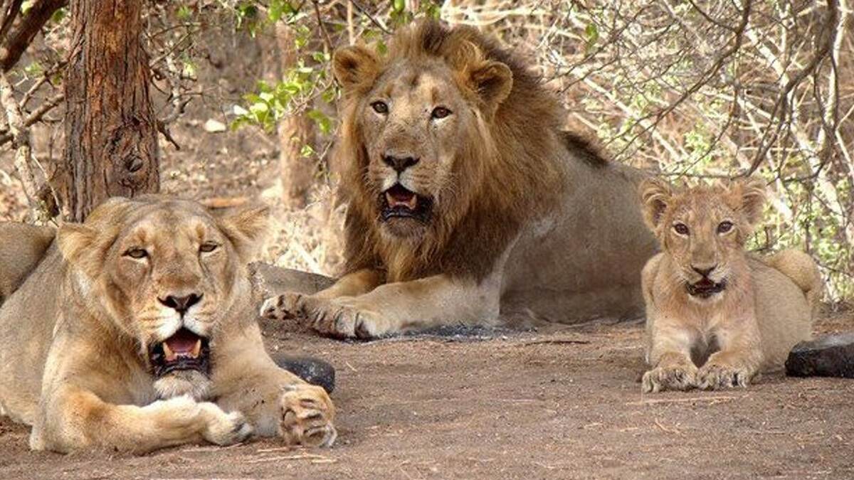 Cubs Die In Gujarat: তিনদিনে তিন সিংহ শাবকের মৃত্যু, গুজরাটে ছড়াল চাঞ্চল্য