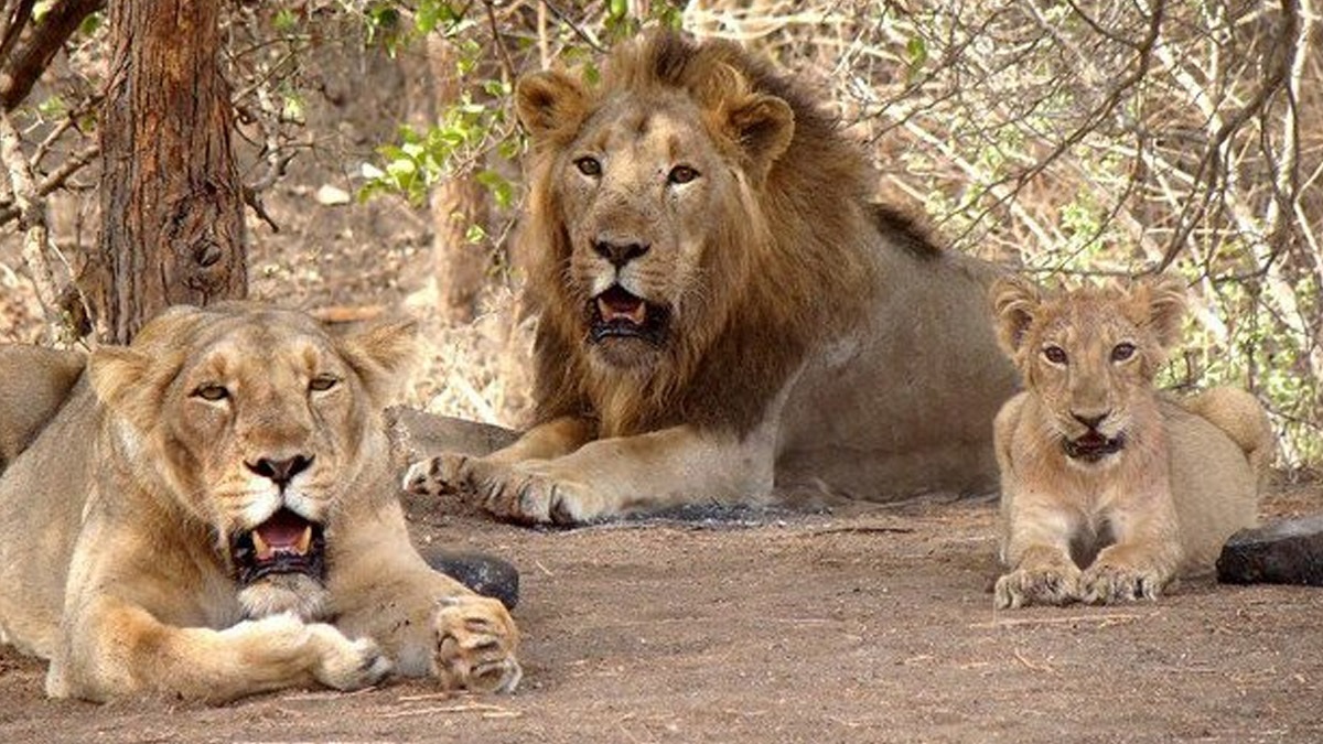 Lion Kills Businessman: শিউরে ওঠা ঘটনা, জঙ্গলের পাশে তৈরি তাবু, রাতে শৌচাগারে যেতে গিয়ে ব্যবসায়ীকে ছিঁড়ে খেল সিংহ