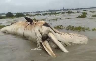 Video: আরনালা ফোর্টের কাছে ভেসে এল ৩০ ফুটের বিশালাকার তিমি, দেখুন ভিডিয়ো